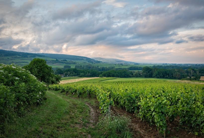 vineyard-g82be85943_1920