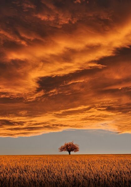 tree-736875_1280