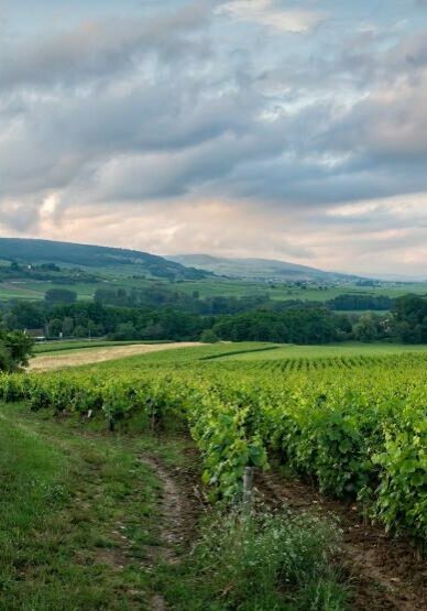 vineyard-g82be85943_1920